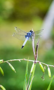 Preview wallpaper dragonfly, insect, grass, macro, blur