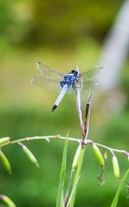 Preview wallpaper dragonfly, insect, grass, macro, blur