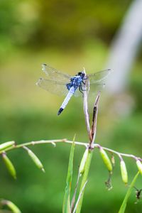 Preview wallpaper dragonfly, insect, grass, macro, blur