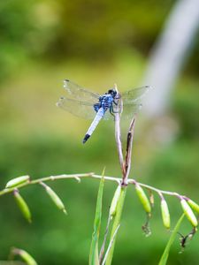 Preview wallpaper dragonfly, insect, grass, macro, blur