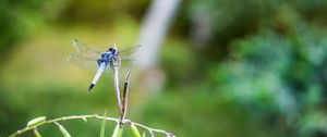 Preview wallpaper dragonfly, insect, grass, macro, blur