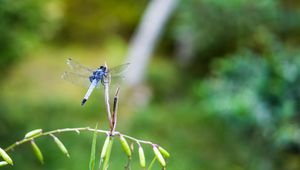 Preview wallpaper dragonfly, insect, grass, macro, blur