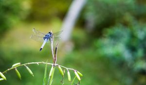 Preview wallpaper dragonfly, insect, grass, macro, blur