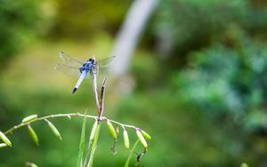 Preview wallpaper dragonfly, insect, grass, macro, blur