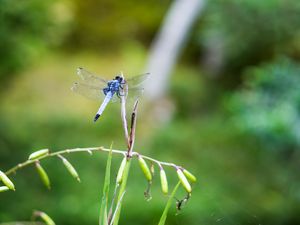 Preview wallpaper dragonfly, insect, grass, macro, blur