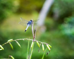 Preview wallpaper dragonfly, insect, grass, macro, blur