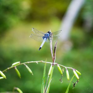 Preview wallpaper dragonfly, insect, grass, macro, blur