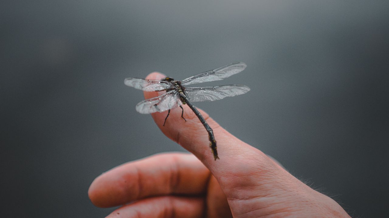 Wallpaper dragonfly, insect, hand, fingers