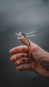 Preview wallpaper dragonfly, insect, hand, fingers