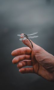 Preview wallpaper dragonfly, insect, hand, fingers