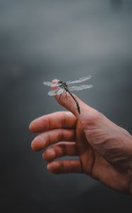 Preview wallpaper dragonfly, insect, hand, fingers