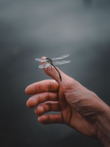 Preview wallpaper dragonfly, insect, hand, fingers