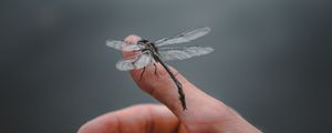 Preview wallpaper dragonfly, insect, hand, fingers