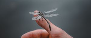 Preview wallpaper dragonfly, insect, hand, fingers