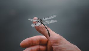 Preview wallpaper dragonfly, insect, hand, fingers