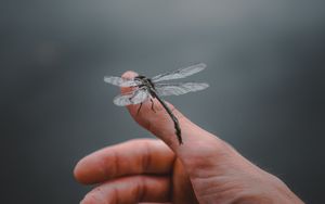 Preview wallpaper dragonfly, insect, hand, fingers