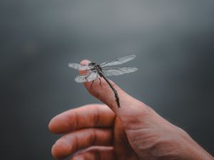 Preview wallpaper dragonfly, insect, hand, fingers