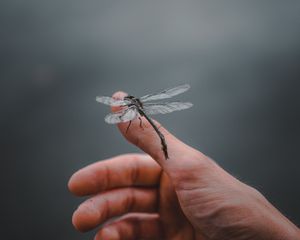 Preview wallpaper dragonfly, insect, hand, fingers