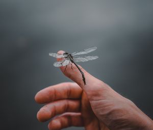 Preview wallpaper dragonfly, insect, hand, fingers