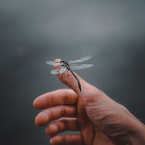 Preview wallpaper dragonfly, insect, hand, fingers