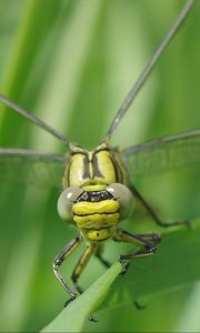 Preview wallpaper dragonfly, insect, leaf, macro