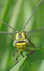 Preview wallpaper dragonfly, insect, leaf, macro