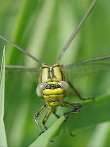 Preview wallpaper dragonfly, insect, leaf, macro