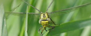 Preview wallpaper dragonfly, insect, leaf, macro