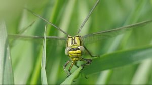 Preview wallpaper dragonfly, insect, leaf, macro