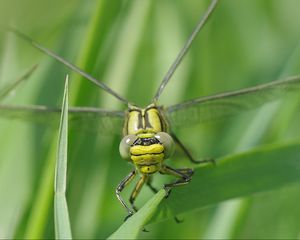 Preview wallpaper dragonfly, insect, leaf, macro