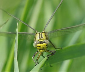 Preview wallpaper dragonfly, insect, leaf, macro