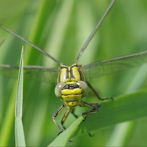 Preview wallpaper dragonfly, insect, leaf, macro