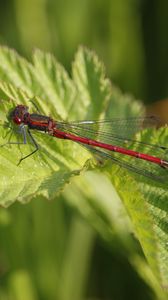 Preview wallpaper dragonfly, insect, leaves