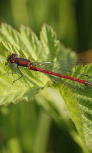 Preview wallpaper dragonfly, insect, leaves