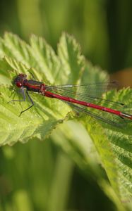 Preview wallpaper dragonfly, insect, leaves