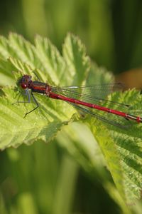 Preview wallpaper dragonfly, insect, leaves