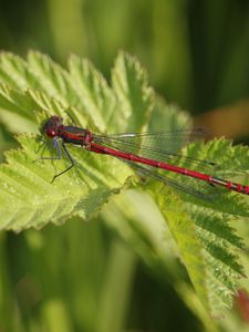 Preview wallpaper dragonfly, insect, leaves