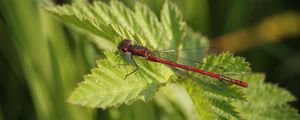 Preview wallpaper dragonfly, insect, leaves