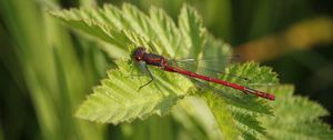 Preview wallpaper dragonfly, insect, leaves