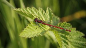 Preview wallpaper dragonfly, insect, leaves