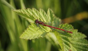 Preview wallpaper dragonfly, insect, leaves