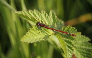 Preview wallpaper dragonfly, insect, leaves