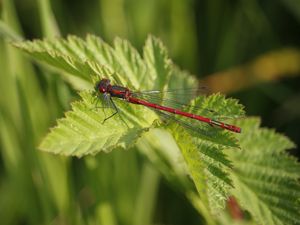 Preview wallpaper dragonfly, insect, leaves