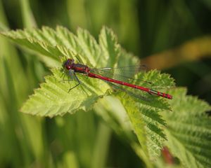 Preview wallpaper dragonfly, insect, leaves