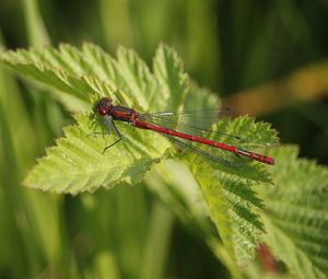 Preview wallpaper dragonfly, insect, leaves