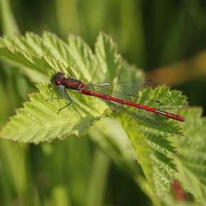 Preview wallpaper dragonfly, insect, leaves