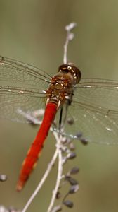 Preview wallpaper dragonfly, insect, leaves