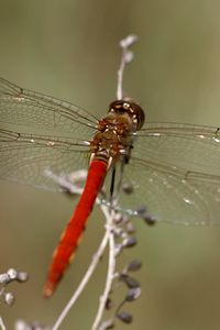 Preview wallpaper dragonfly, insect, leaves