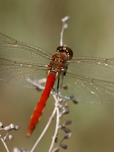 Preview wallpaper dragonfly, insect, leaves