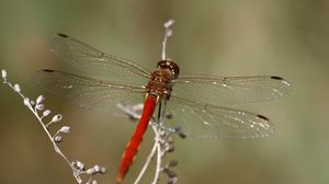 Preview wallpaper dragonfly, insect, leaves